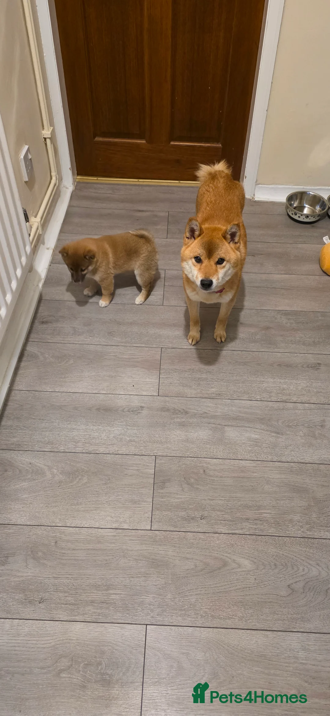 Japanese Shiba Inu dogs for sale: Healthy shiba inus last girl  - Advert 4
