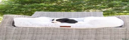 Cockalier dogs for sale: Cockalier puppies - 5 in litter  in Tonbridge - Advert 13