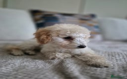 Miniature Poodle dogs for sale: Olly the Poodle - Image 2