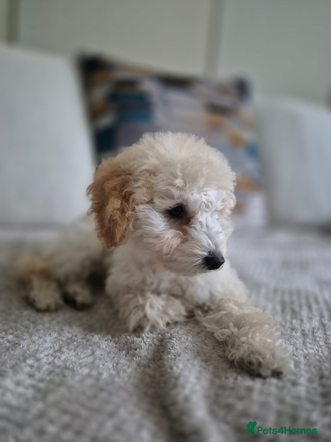 Miniature Poodle dogs for sale: Olly the Poodle - Image 2