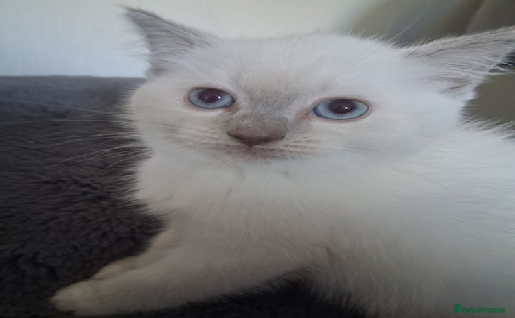 British Shorthair cats - Advert 12