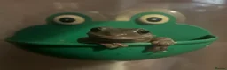 Frog reptiles for sale: Four Chunky Whites Tree Frogs and Full Set up  in Bristol - Advert 1
