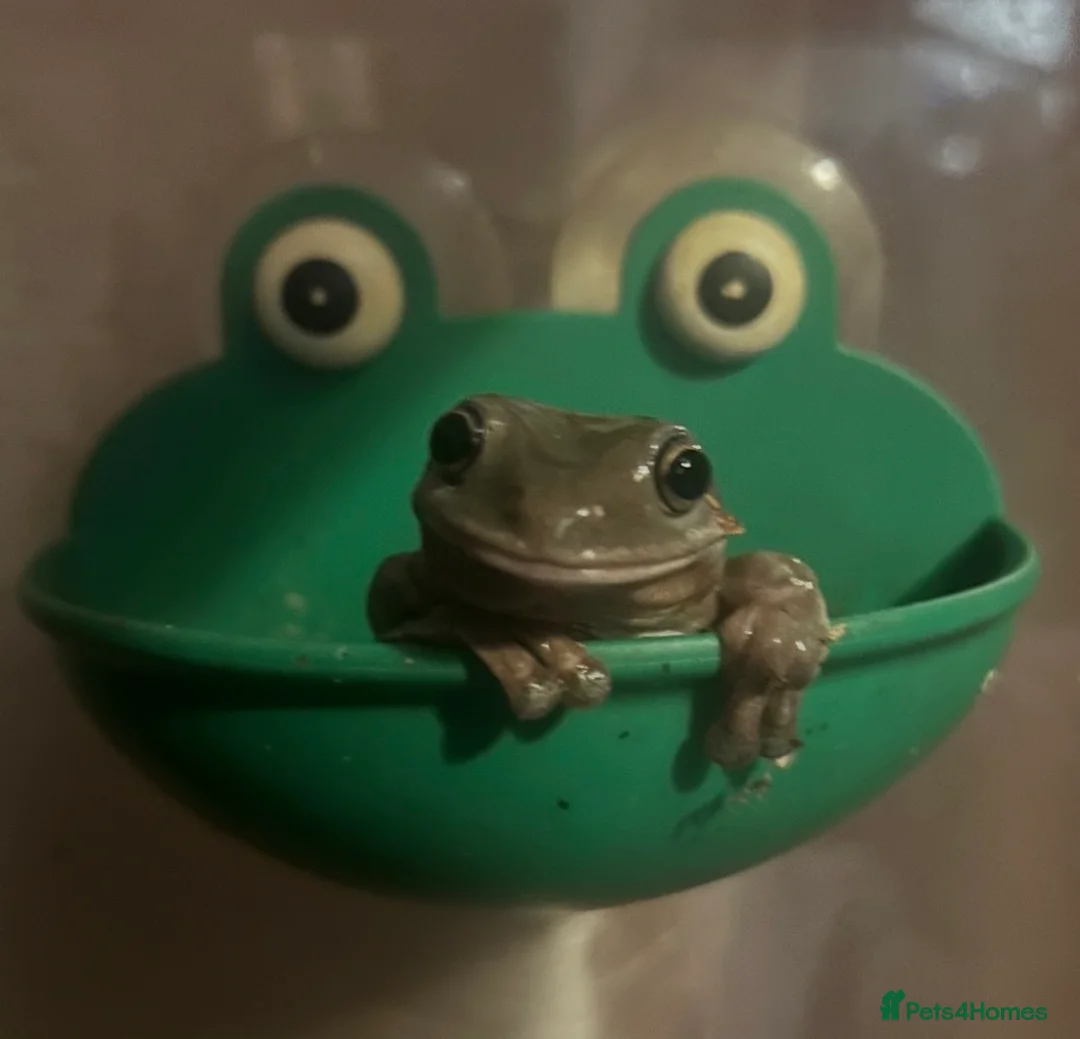 Frog reptiles for sale: Four Chunky Whites Tree Frogs and Full Set up  in Bristol - Advert 1