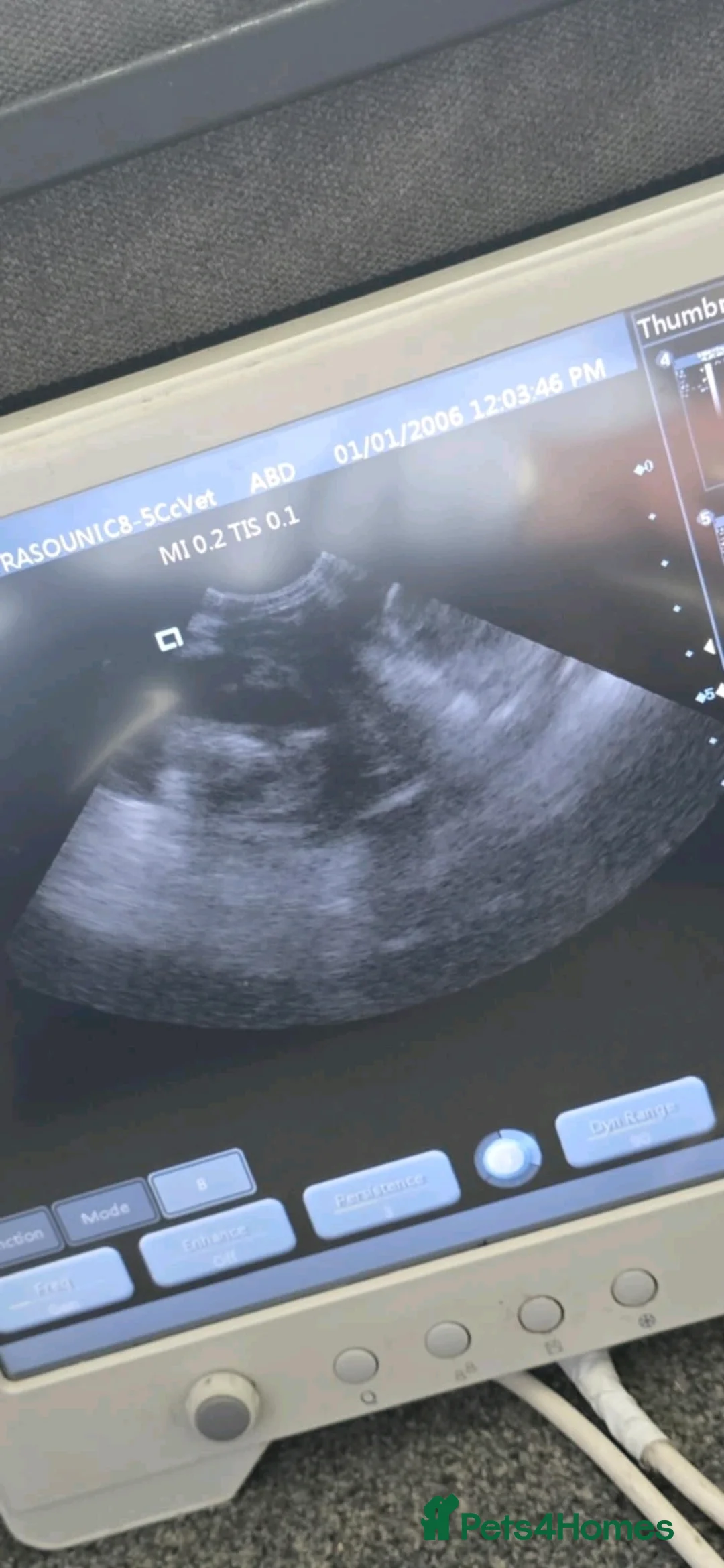 Cocker Spaniel dogs for stud: Merle Cocker stud in Shildon - Advert 11