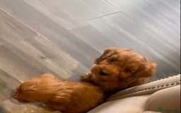 Cockapoo dogs for sale: F1 Cockapoo red puppies - Image 15