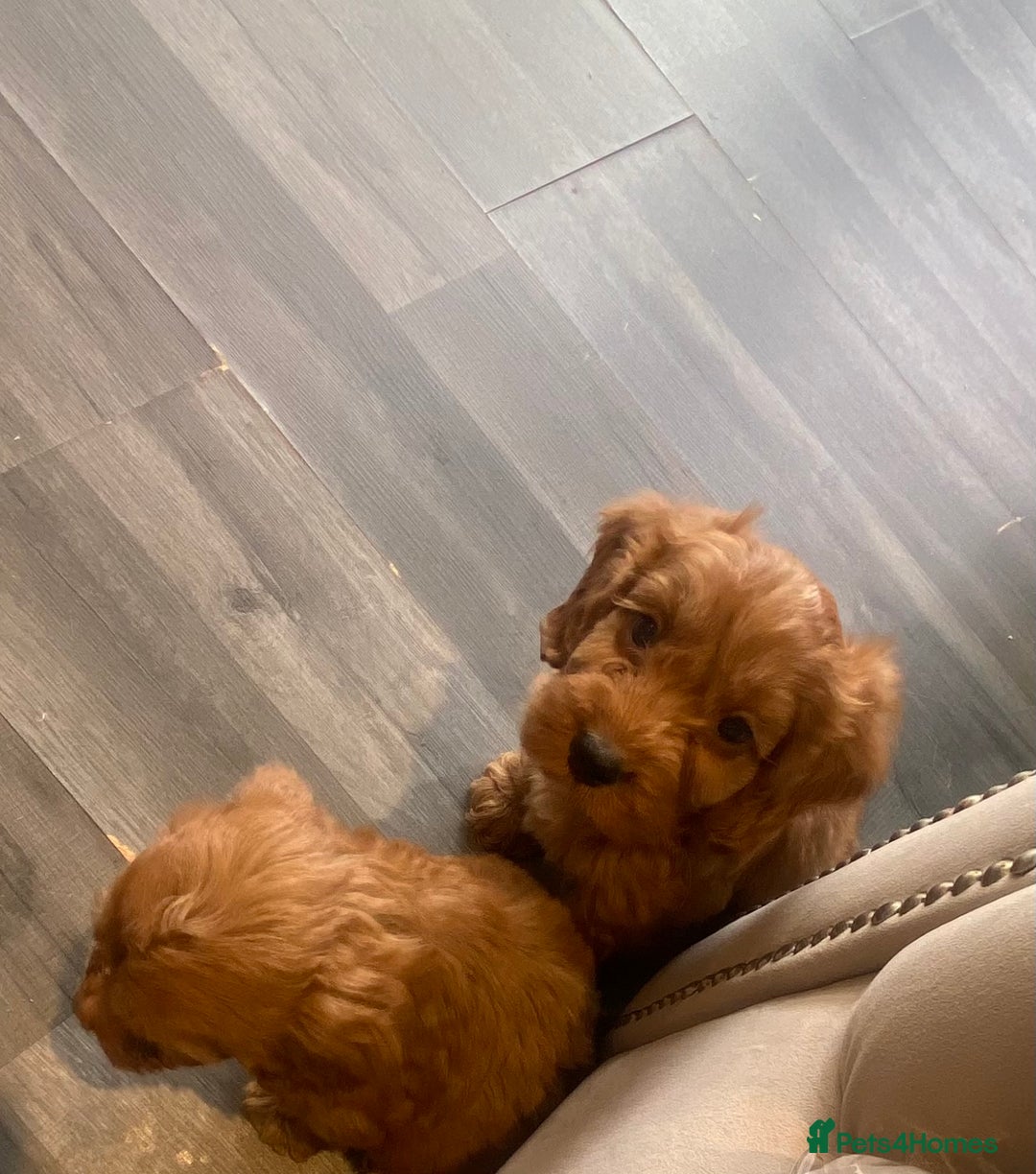 Cockapoo dogs for sale: F1 Cockapoo red puppies - Image 15