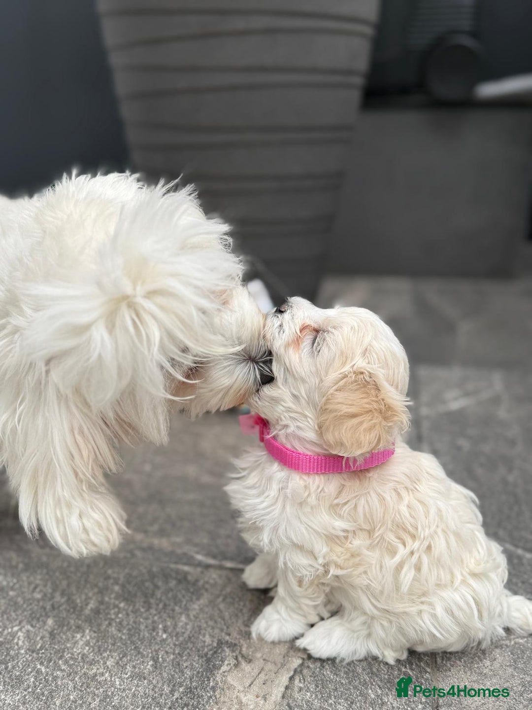 Maltipoo dogs for sale: ❤️Maltipoo beutifull puppies healthy checked❤️😍🥰 - Image 4