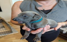Italian Greyhound dogs for sale: Blue Italian Greyhound Puppies KC reg - Image 18