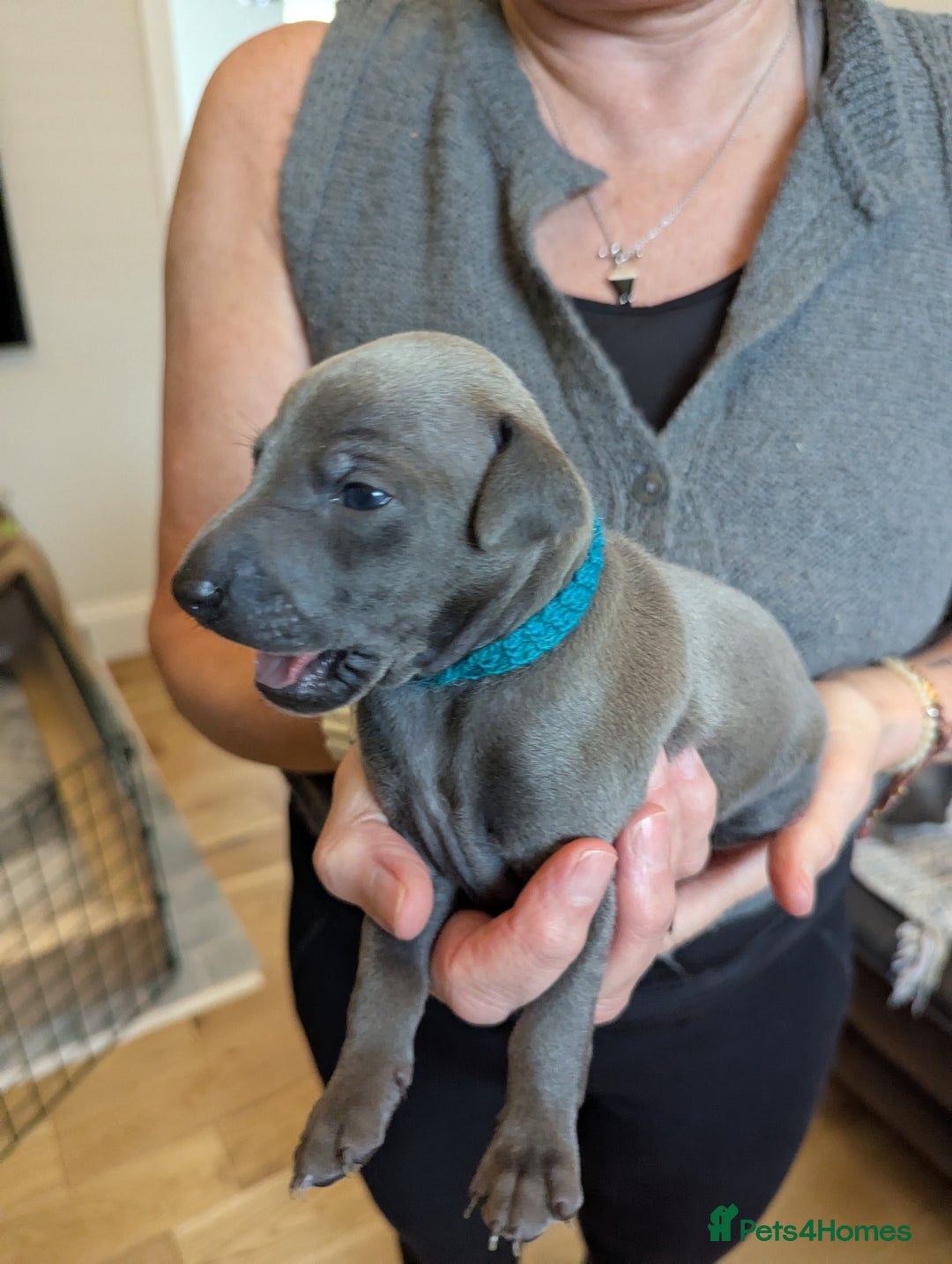Italian Greyhound dogs for sale: Blue Italian Greyhound Puppies KC reg - Image 18