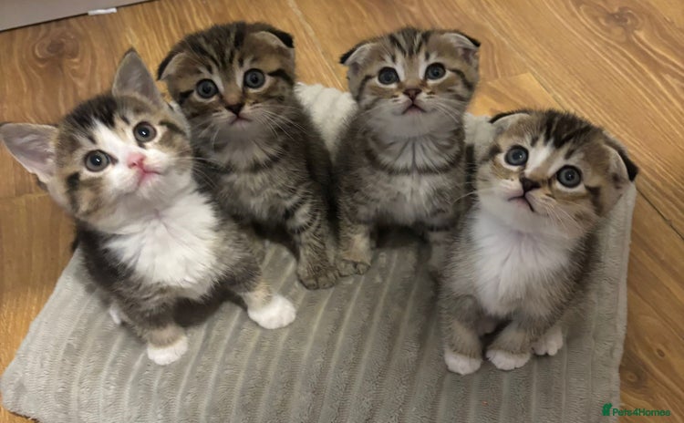 Scottish Fold cats - Advert 1