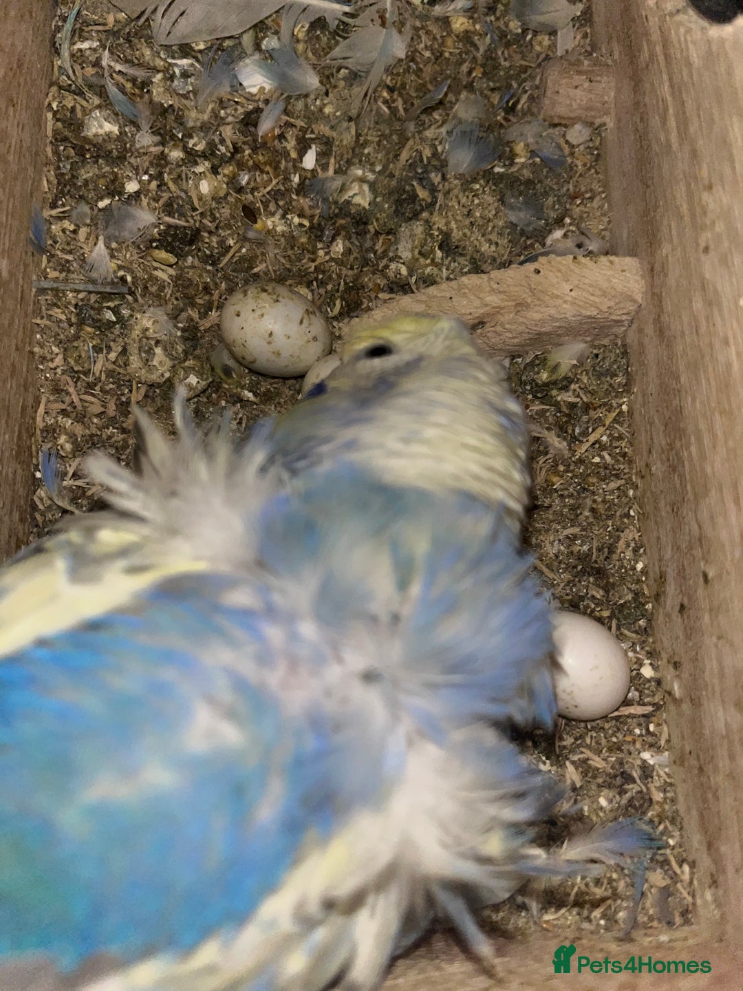 Budgerigars birds for sale: Stunning RARE Hagoromo/Helicopter Budgies for sale - Advert 4