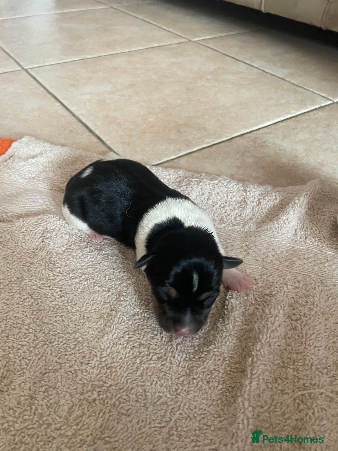 Jack Russell dogs for sale: Jack Russel puppys  - Image 4