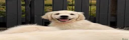 Golden Retriever dogs for sale: Kc registered health tested parents  - Advert 33