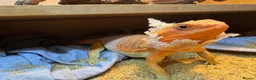 Bearded Dragon reptiles for sale: Red bearded dragon in Southampton - Advert 1