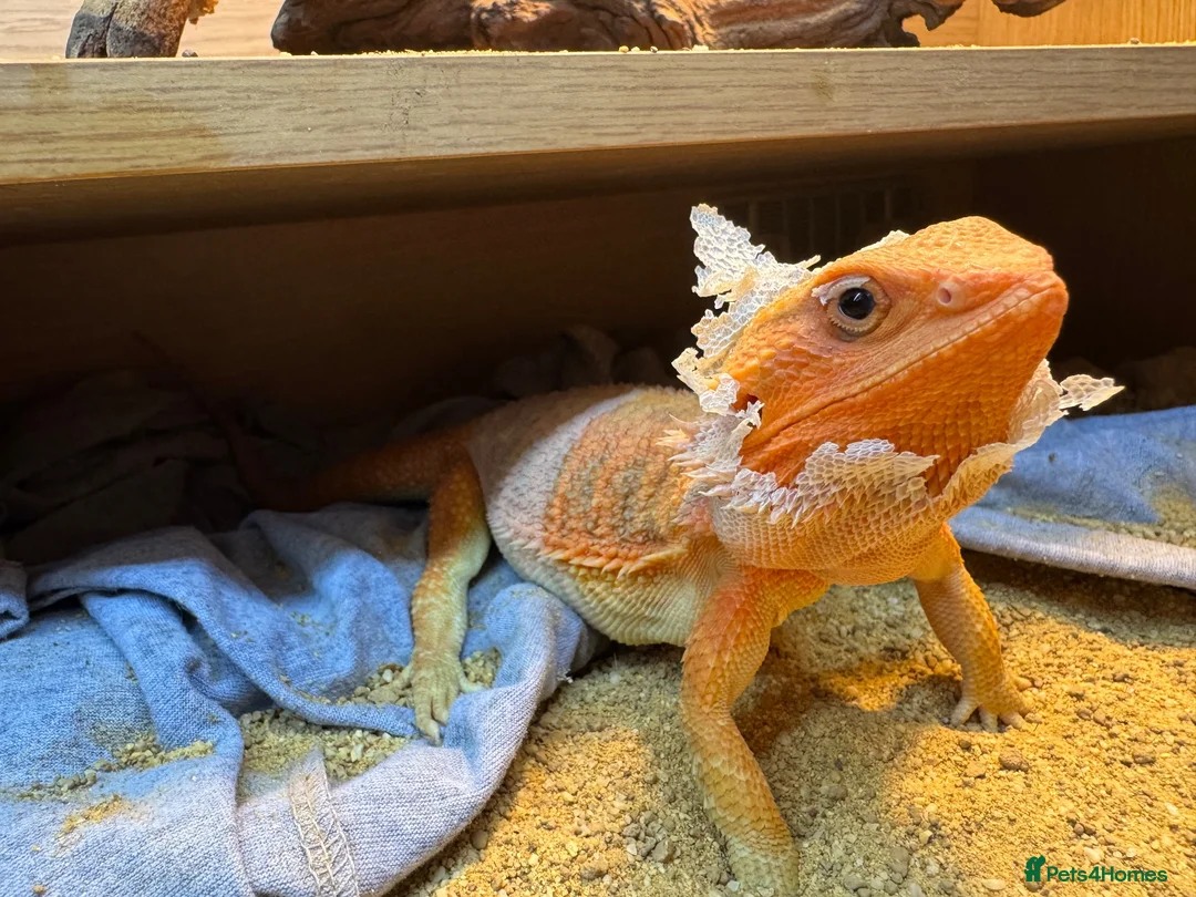 Bearded Dragon reptiles for sale: Red bearded dragon in Southampton - Advert 1