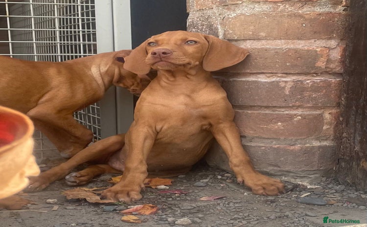 Hungarian Vizsla dogs - Advert 3