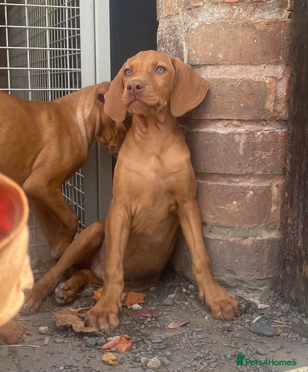 Vizsla Dog Breed Border Collie Vizsla Mix Vizsla Puppies For Sale