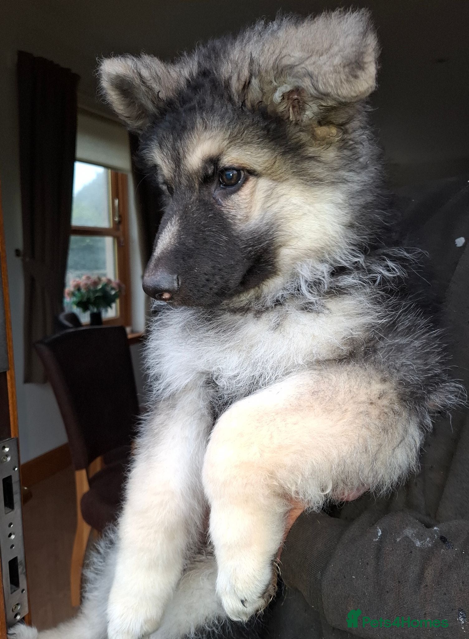German Shepherd dogs K.C german shepherd puppies - Advert 2