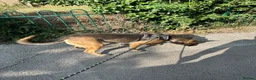 Belgian Shepherd Dog dogs for sale: Luna, belgian shepherd malinois looking for home - Advert 2