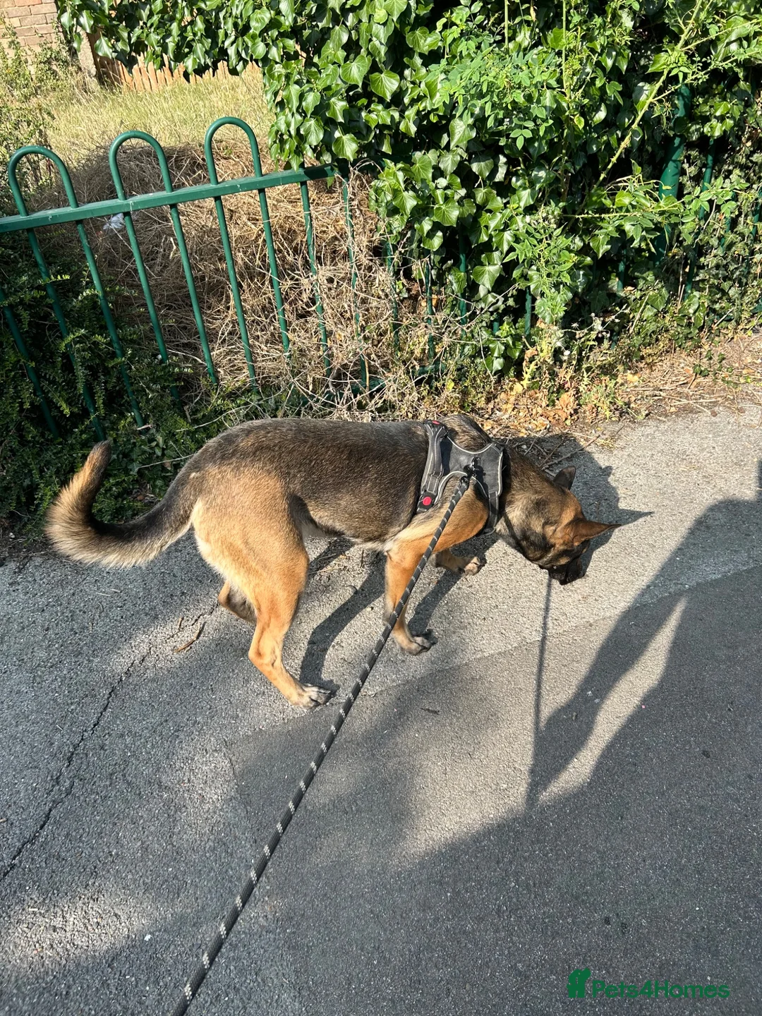 Belgian Shepherd Dog dogs for sale: Luna, belgian shepherd malinois looking for home - Advert 2