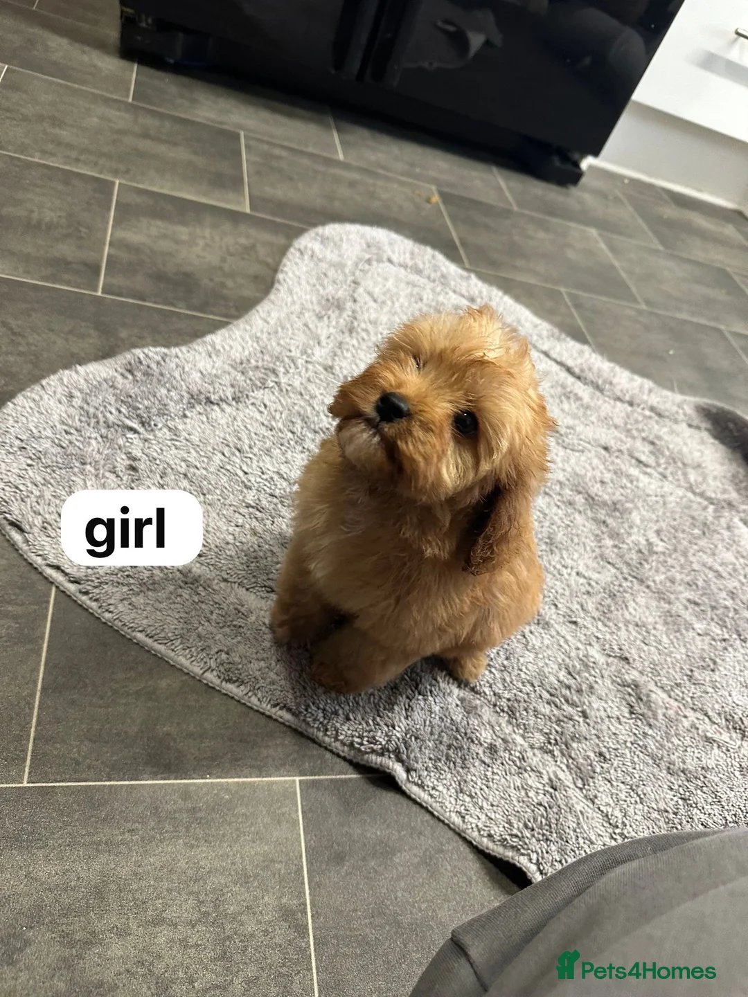 Cavapoo dogs for sale: Our girl lady  - Advert 7