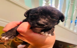 Mixed Breed dogs for sale: Jackapoo puppies for sale - Image 7