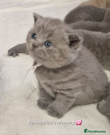 British Shorthair cats Gccf British shorthair kittens champion lines 🏆 - Advert 11