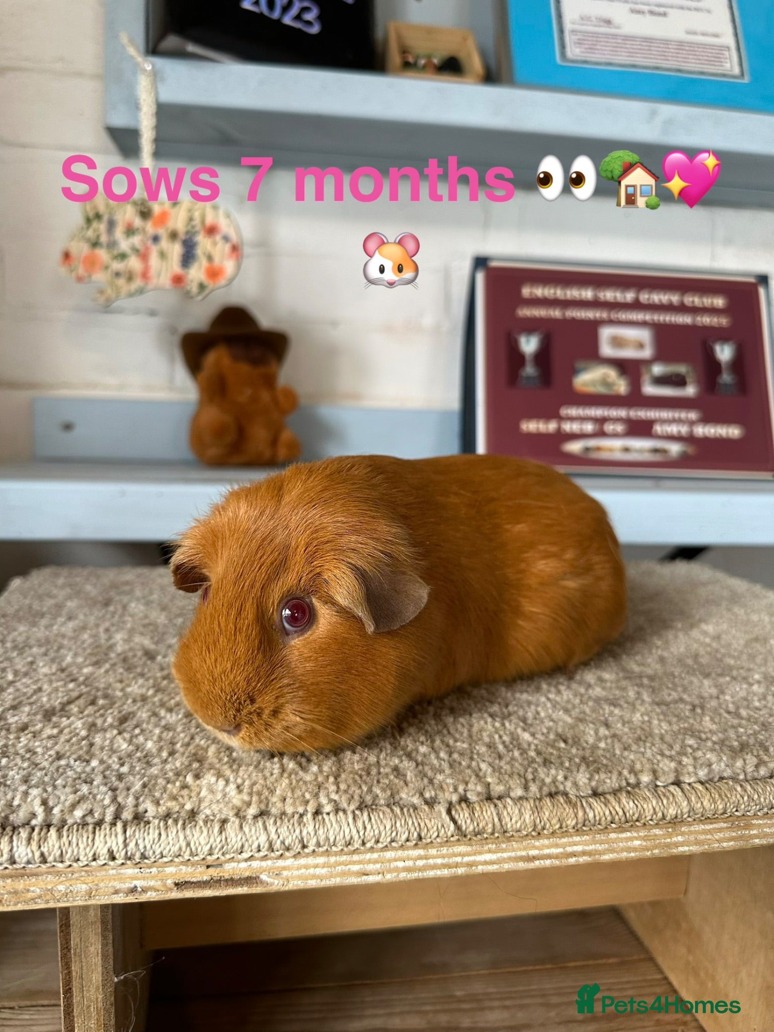 Guinea Pig rodents Lots of Guinea Pig Ready to pick and Choose From - Advert 1