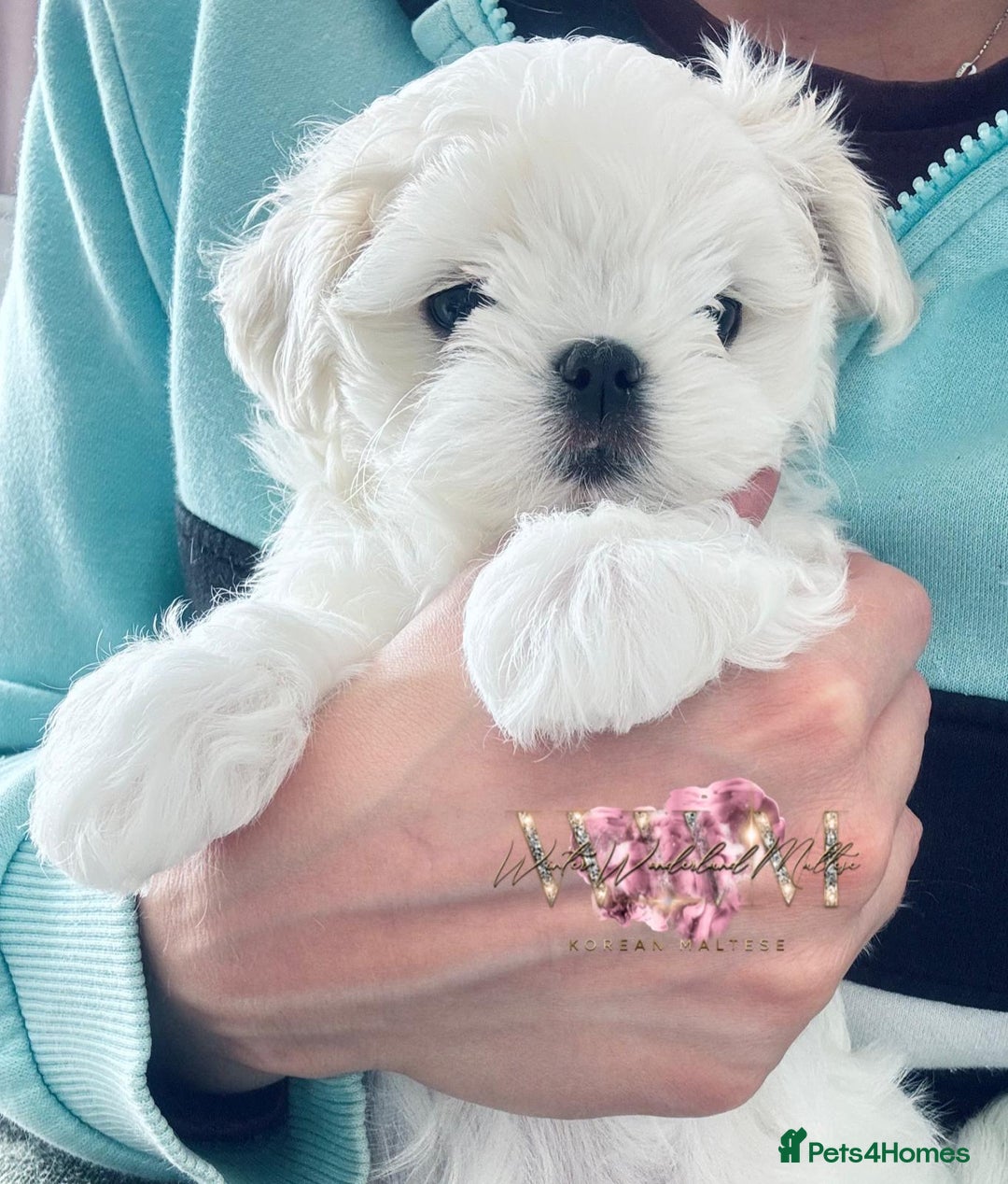 Maltese dogs for sale: 🩷Exquisite Full Korean Maltese Puppies🩵 - Image 16