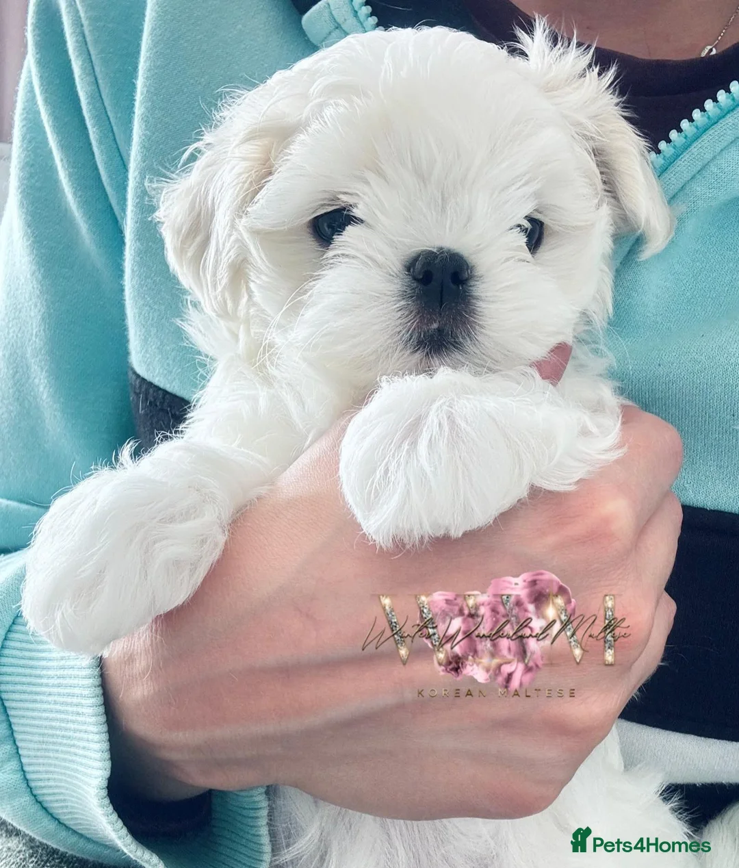 Maltese dogs for sale: 🩵Full Korean Line Maltese Boy🩵 - Advert 15