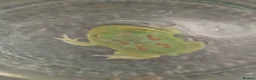 Frog reptiles for sale: Pac-Man Frogs cb26  - Advert 4