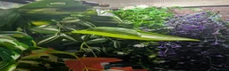 Frog reptiles for sale: 4 x whites tree frogs in Leicester - Advert 3