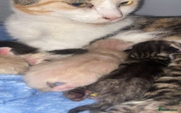 Mixed Breed cats for sale: 5 kittens  - Image 11