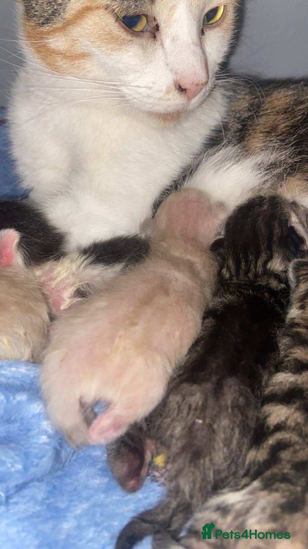 Mixed Breed cats for sale: 5 kittens  - Image 11
