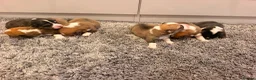 Welsh Corgi Pembroke dogs for sale: Kc pembroke corgi puppies - Advert 2