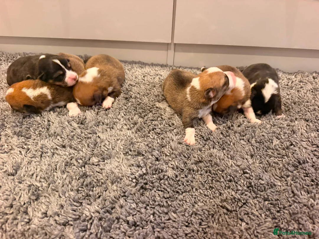 Welsh Corgi Pembroke dogs for sale: Kc pembroke corgi puppies - Advert 2