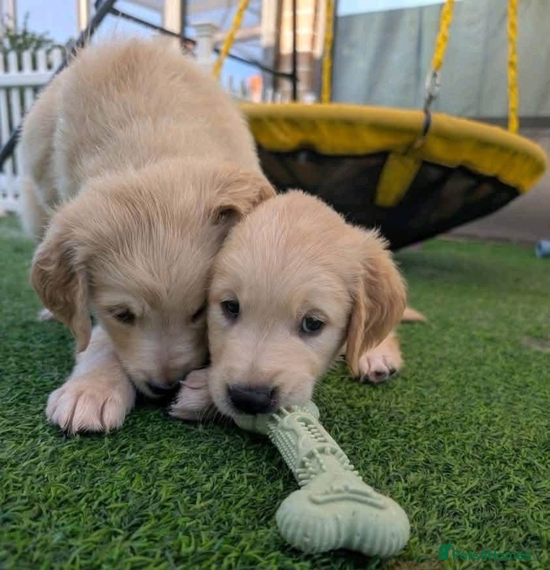 Golden Retriever dogs for sale: Golden Retriever puppies  - Image 4