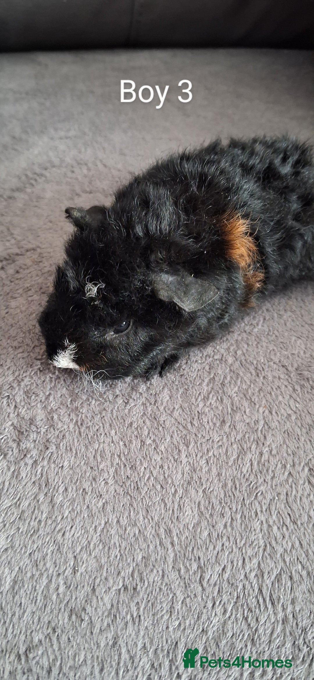 Guinea Pig rodents for sale: 3 girls 5 boys ready to leave - Image 7