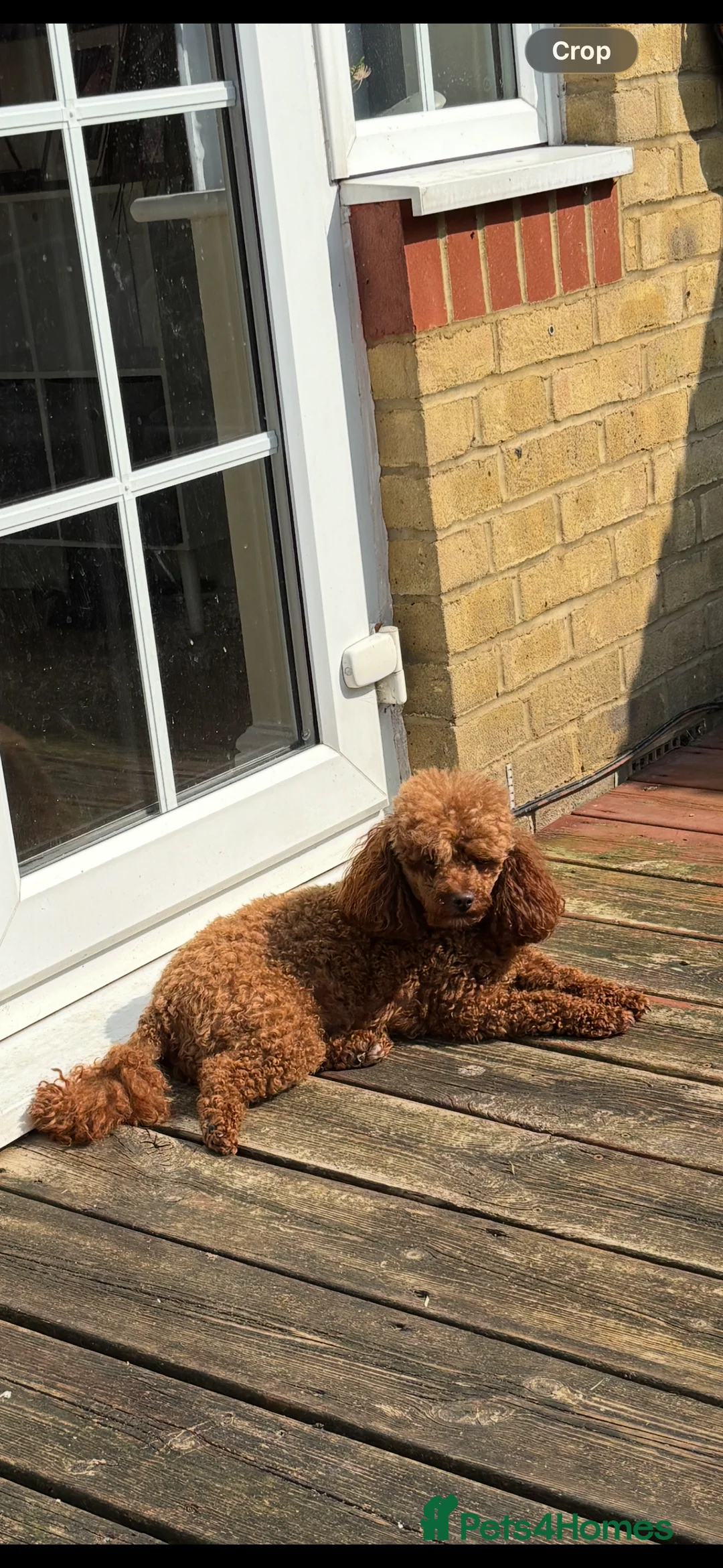 Miniature Poodle dogs for sale: Miniature poodles  in Gravesend - Advert 2