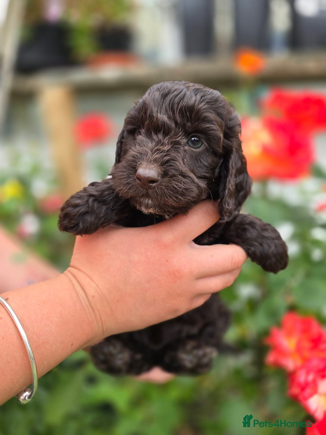 Cockapoo dogs for sale: F1 working cockapoo puppies - Image 7
