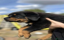 Rottweiler dogs for sale: Rottweiler puppies  - Image 19
