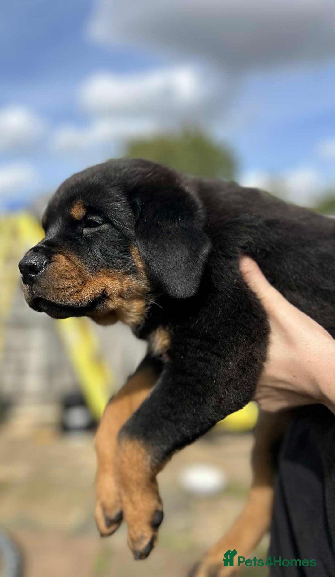 Rottweiler dogs for sale: Rottweiler puppies  - Image 19