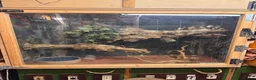 Snake reptiles for sale: Beautiful carpet python  in Dover - Advert 3