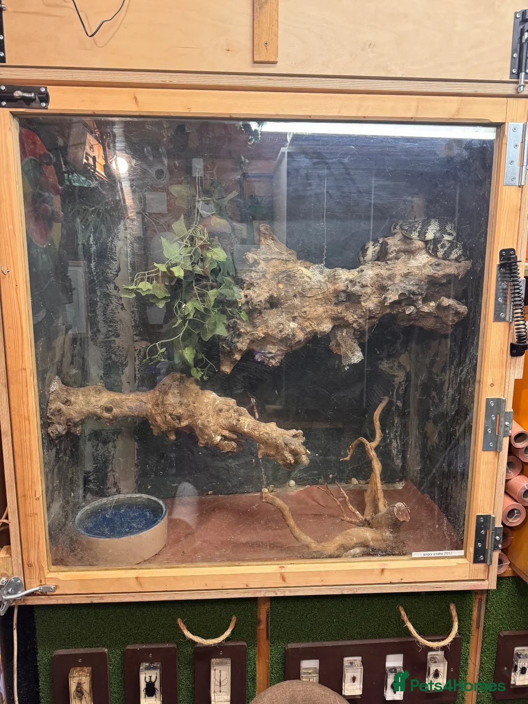 Snake reptiles for sale: Beautiful carpet python  in Dover - Advert 3
