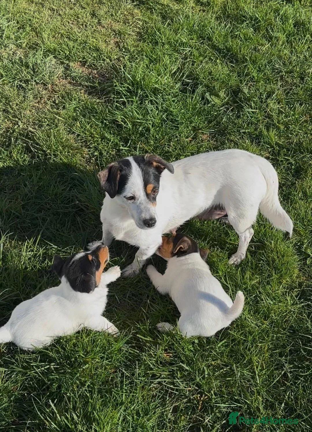 Jack Russell dogs for sale: Jack Russell  - Advert 1