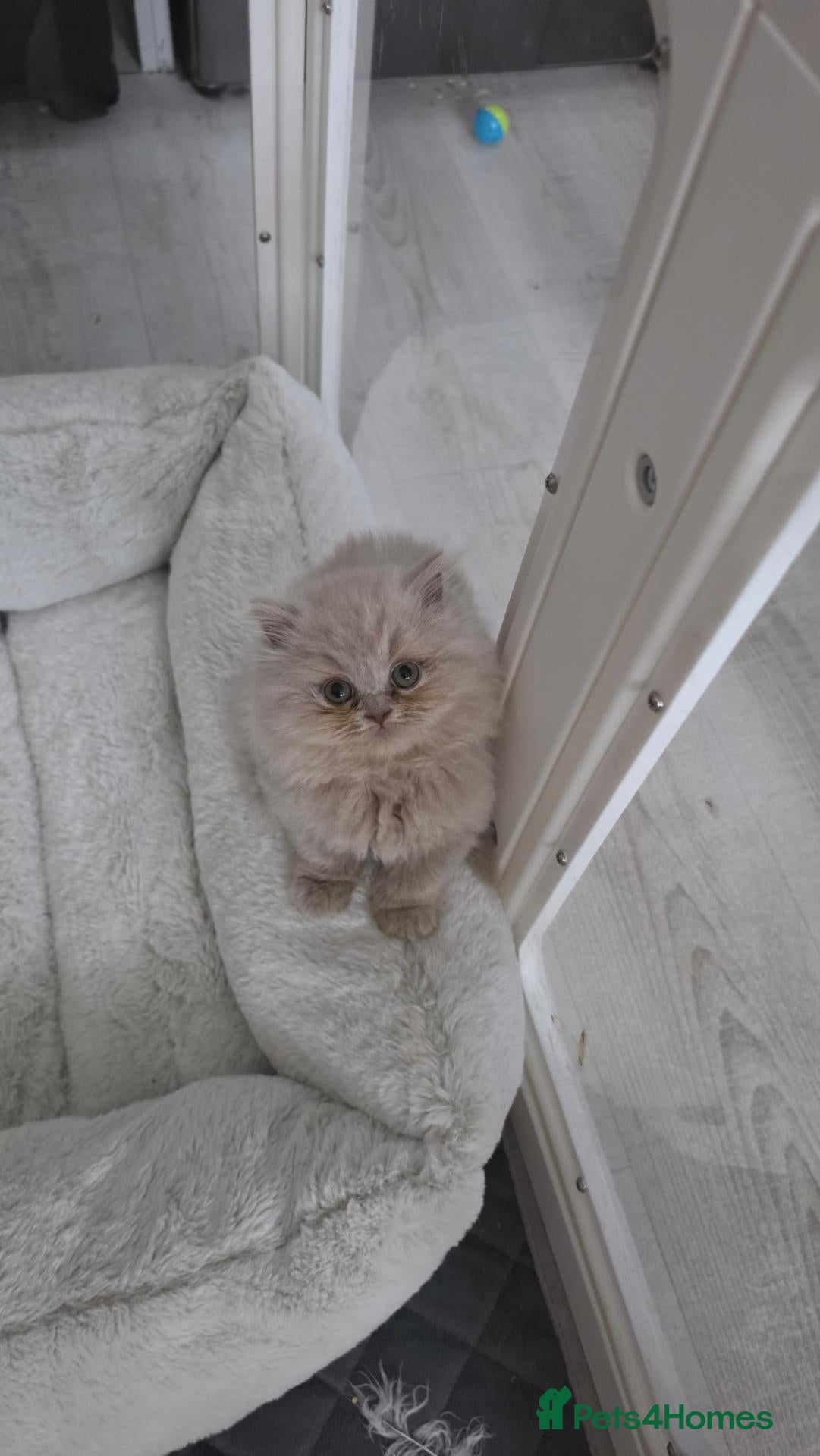 British Longhair cats Lilac female british longhair kitten - Advert 17