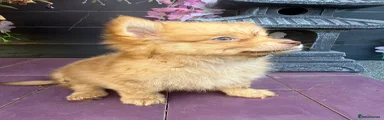 Pomchi 2