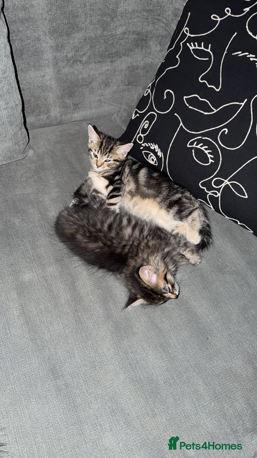 Mixed Breed cats for sale: Two gorgeous tabby sibling kittens  - Advert 7