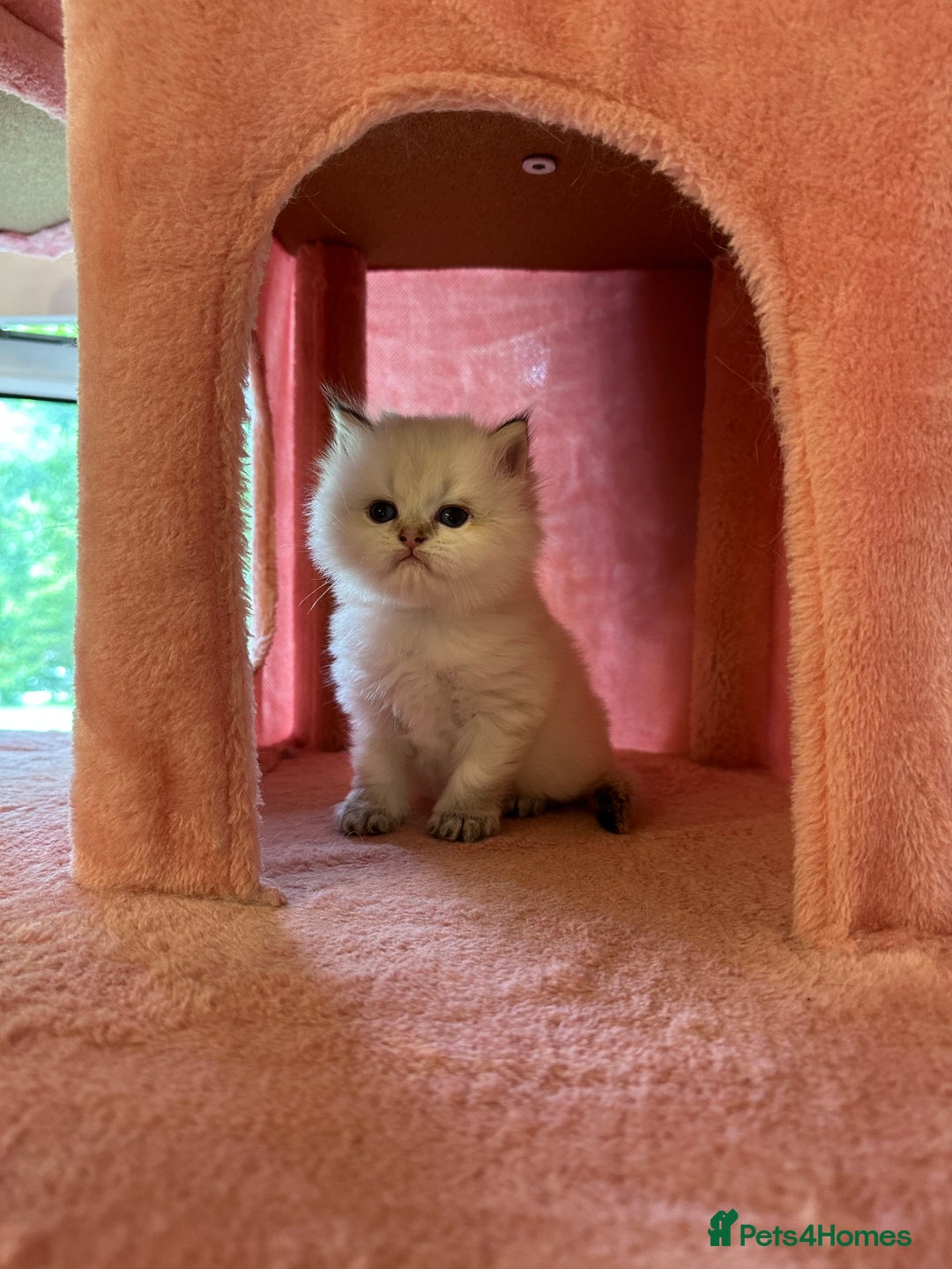 British Longhair cats for sale: TOP QUALITY BRITISH LONG HAIR KITTEN BOY  - Image 13