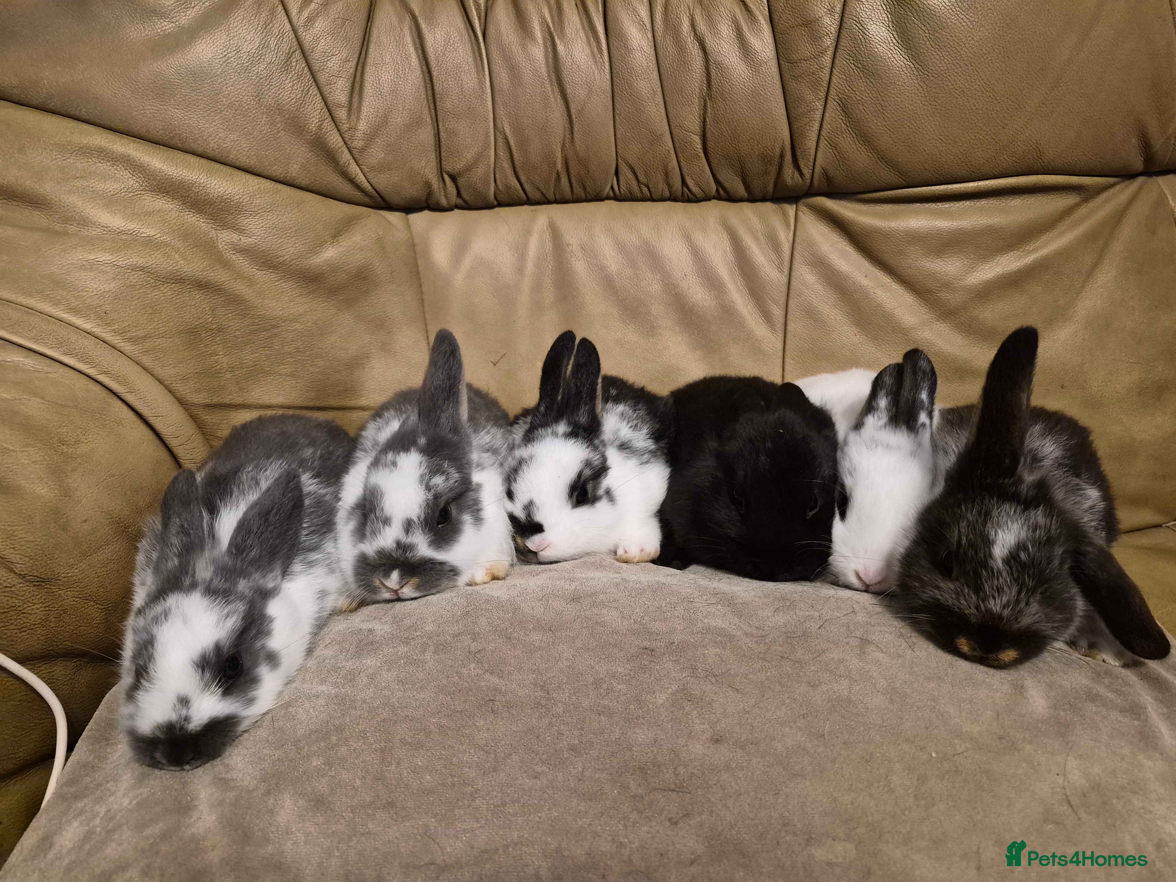 Mini Lop rabbits 5 Cute Baby Mini Lop X Rabbits - Advert 5
